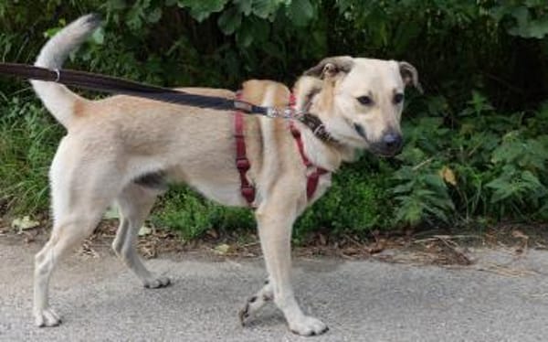 Lucky-Klarer Typ sucht klare Menschen