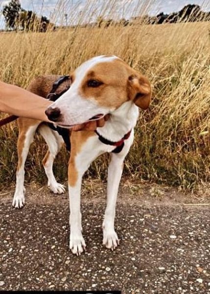 LORENZO - sucht ein Zuhause......