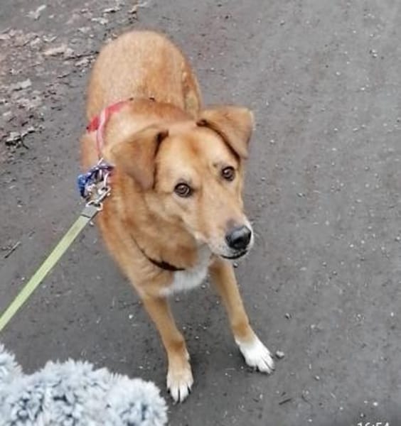 Rüde Fionn sucht ein Zuhause