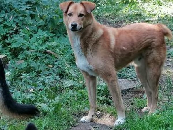 Rüde Fionn sucht ein Zuhause