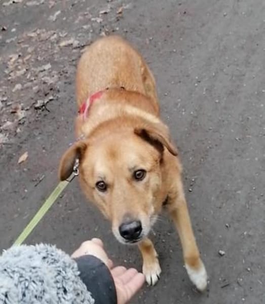 Rüde Fionn sucht ein Zuhause