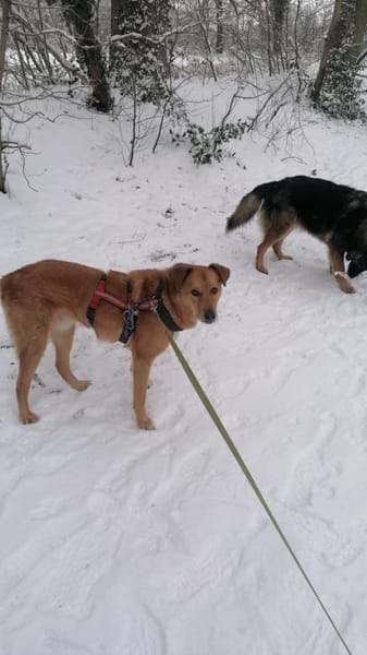 Rüde Fionn sucht ein Zuhause