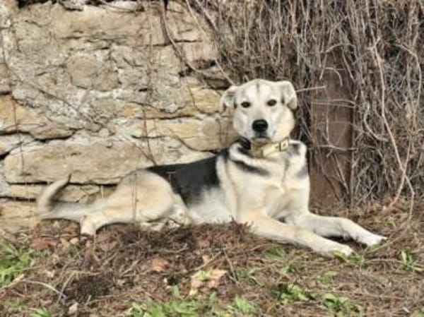 Bonito freut sich auf sein neues Leben