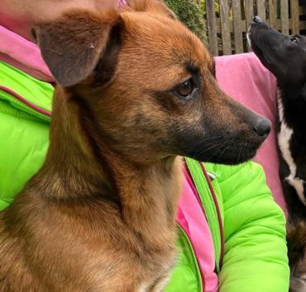 Kleine Nika sucht Familienanschluss