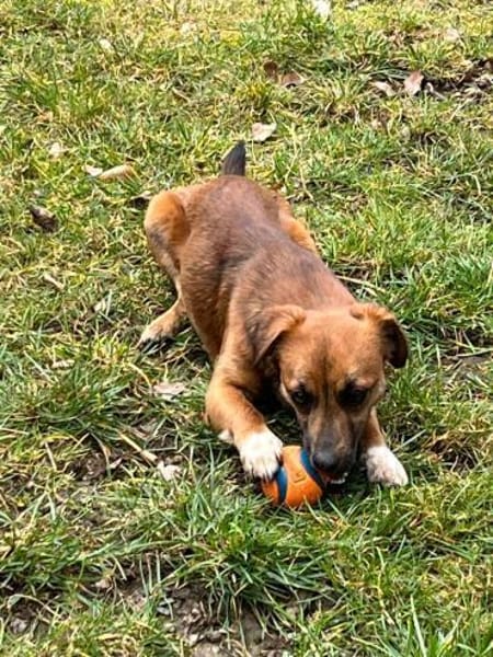 Kleine Nika sucht Familienanschluss