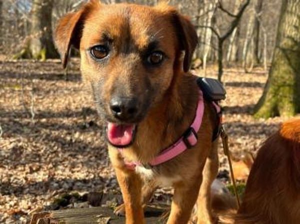 Kleine Nika sucht Familienanschluss