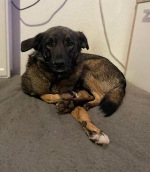 Daliya - Familienhund in Ausbildung