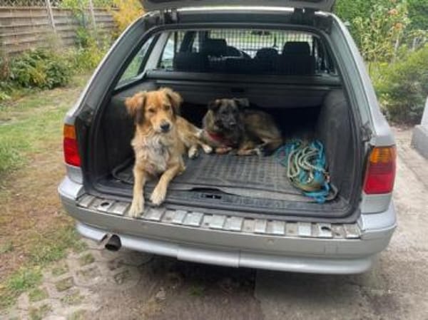 Daliya - Familienhund in Ausbildung