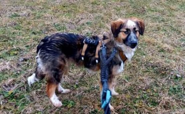 Schenkst du Audrey dein Herz?