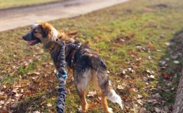 Schenkst du Audrey dein Herz?