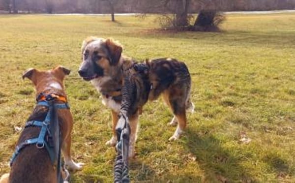 Schenkst du Audrey dein Herz?