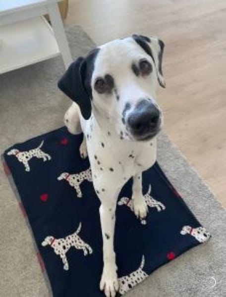 Limon sucht ein Zuhause