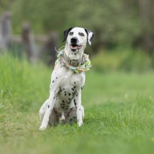 Limon sucht ein Zuhause