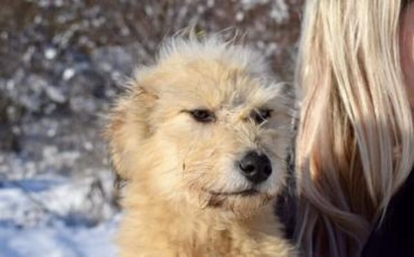 Wer schenkt Rigobert sein Herz?