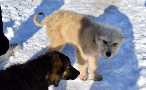 Wer schenkt Rigobert sein Herz?