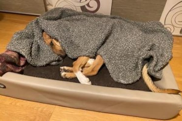 Freddi  ein richtig toller Hundekumpel