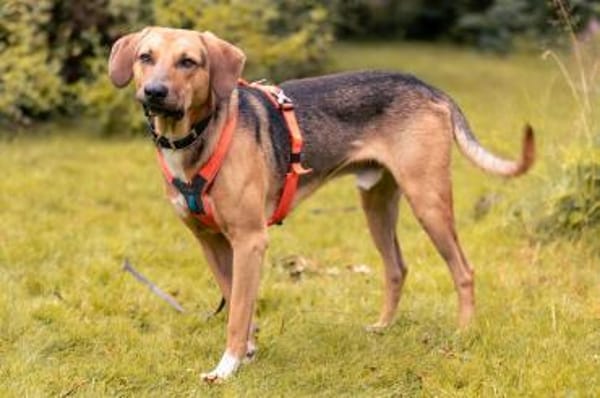 Freddi  ein richtig toller Hundekumpel