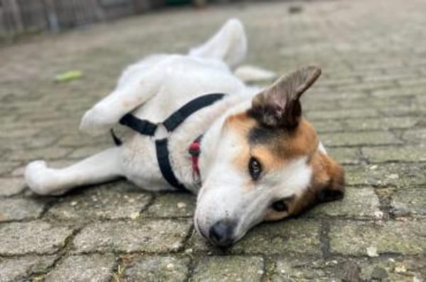 Sharky- Kinderfreund sucht Familie