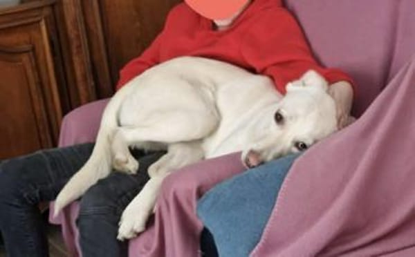 Schenkst du Polaris ein Zuhause?