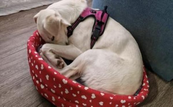 Schenkst du Polaris ein Zuhause?