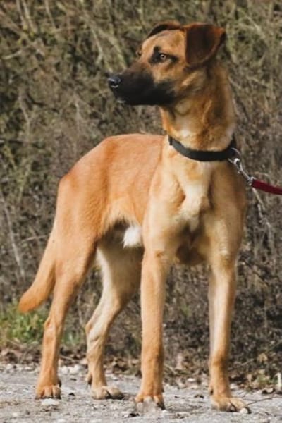 Maddox- sucht ruhiges ländliches Zuhause