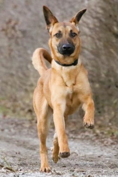 Maddox- sucht ruhiges ländliches Zuhause