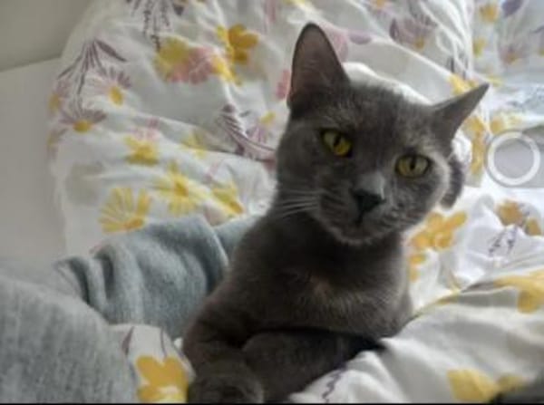 Misty & Duchess  Dreamteam sucht Zuhause