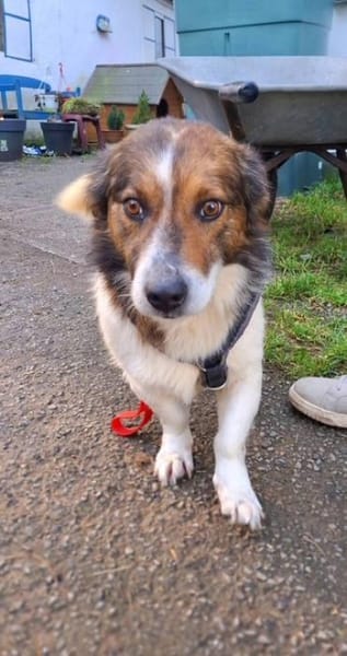 Patch möchte so gerne ein Zuhause