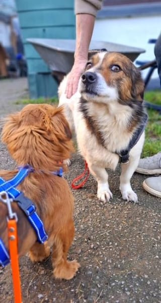 Patch möchte so gerne ein Zuhause