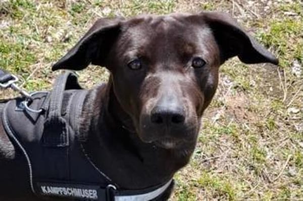 Patch- Neugieriger Jungspund sucht dich!