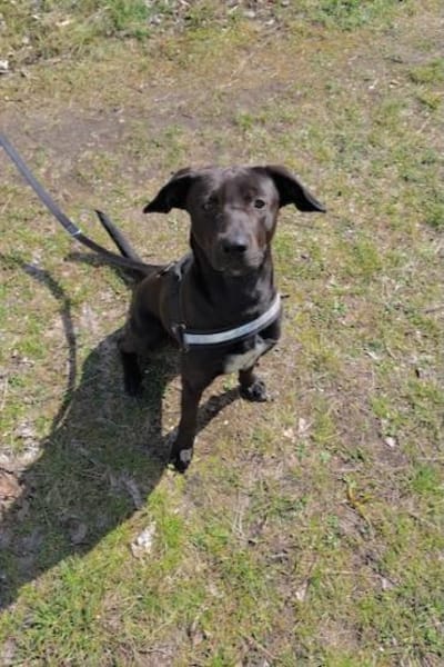 Patch- Neugieriger Jungspund sucht dich!