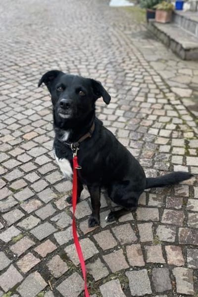 August- Großes Herz sucht Familie