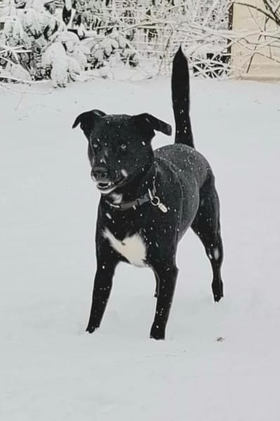 August- Großes Herz sucht Familie