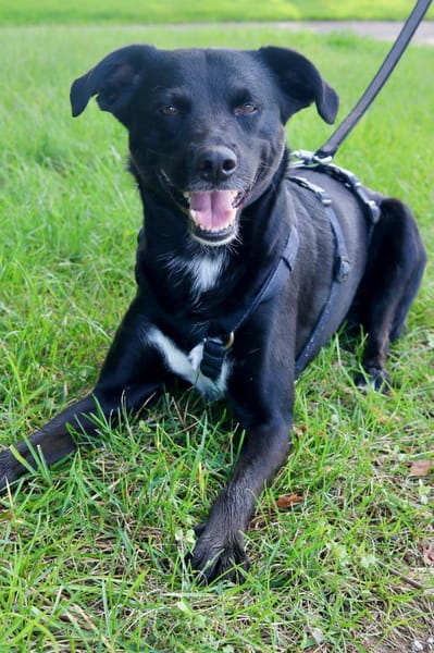 August- Großes Herz sucht Familie