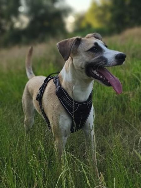 Bonnie - junge Hündin sucht Zuhause