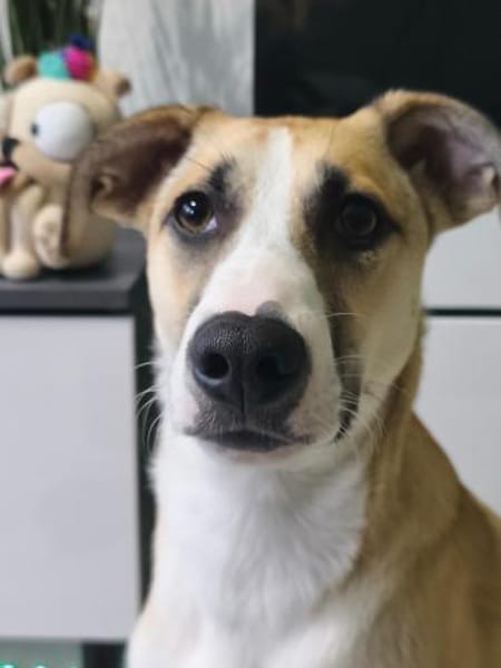 Bonnie - junge Hündin sucht Zuhause