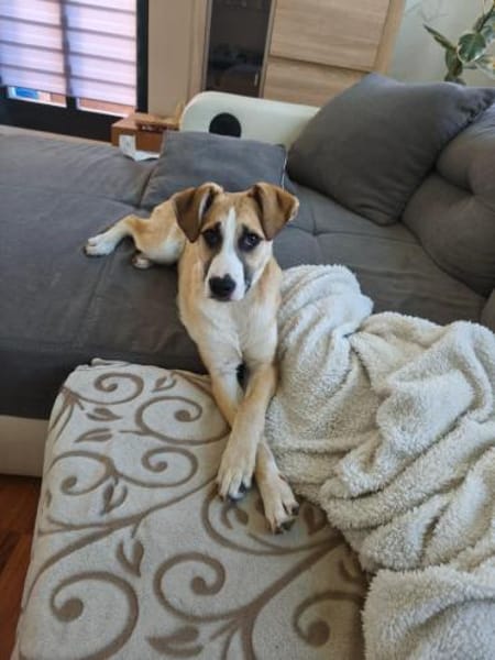 Bonnie - junge Hündin sucht Zuhause