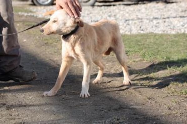 Ioana -  freundliche Hündin