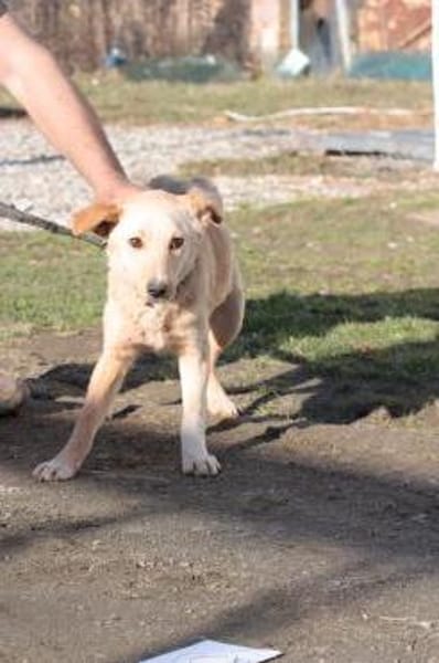 Ioana -  freundliche Hündin