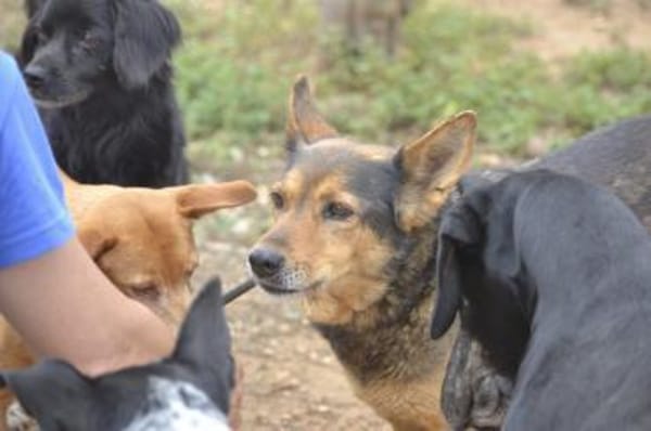 Laika - hofft auf ein warmes Körbchen