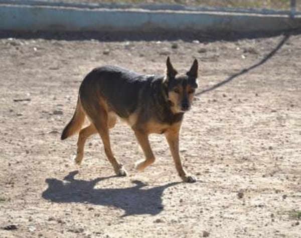 Laika - hofft auf ein warmes Körbchen
