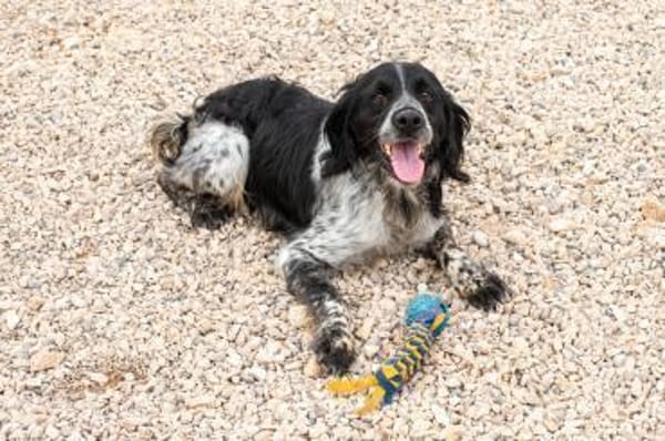 Flek- Senior sucht sein Zuhause