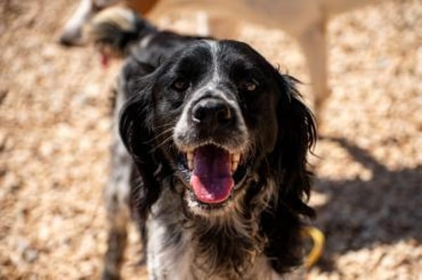 Flek- Senior sucht sein Zuhause