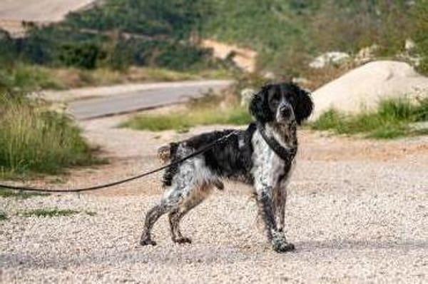 Flek- Senior sucht sein Zuhause