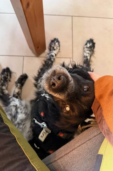 Flek- Senior sucht sein Zuhause