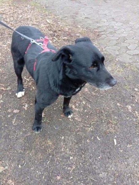 Traumhündin Claire auf PS in 90473