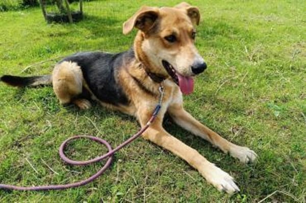 Lemmy sucht Menschen, die ihn verstehen