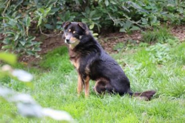 Cangu - zutraulich u. liebenswert