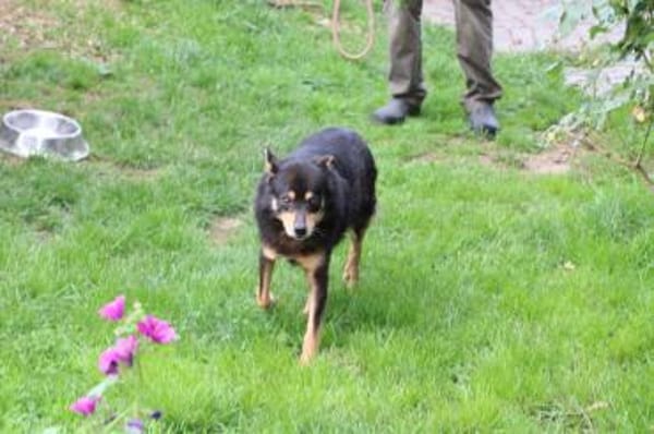 Cangu - zutraulich u. liebenswert