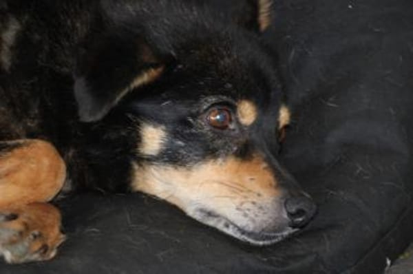 Cangu - zutraulich u. liebenswert